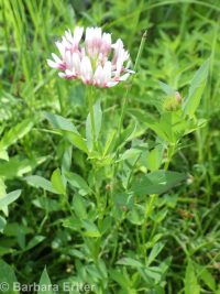 springbank clover (<em>Trifolium wormskioldii</em>)