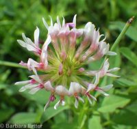 springbank clover (<em>Trifolium wormskioldii</em>)