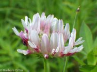 springbank clover (<em>Trifolium wormskioldii</em>)