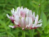 springbank clover (<em>Trifolium wormskioldii</em>)