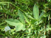 springbank clover (<em>Trifolium wormskioldii</em>)