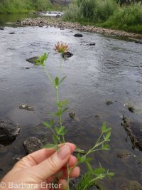 springbank clover (<em>Trifolium wormskioldii</em>)