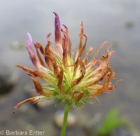 springbank clover (<em>Trifolium wormskioldii</em>)