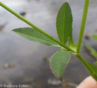 springbank clover (<em>Trifolium wormskioldii</em>)