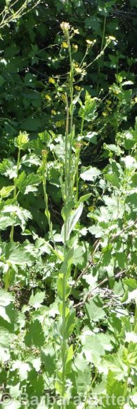 towermustard (<em>Turritis glabra</em>)
