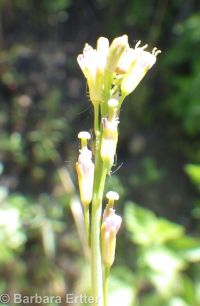 towermustard (<em>Turritis glabra</em>)