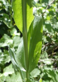 towermustard (<em>Turritis glabra</em>)