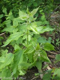 mountain stinging nettle (<em>Urtica dioica ssp. gracilis</em>)