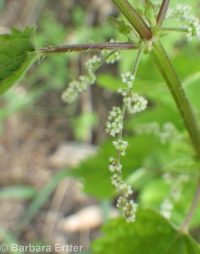 mountain stinging nettle (<em>Urtica dioica ssp. gracilis</em>)