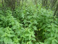 mountain stinging nettle (<em>Urtica dioica ssp. gracilis</em>)