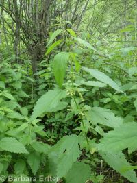 mountain stinging nettle (<em>Urtica dioica ssp. gracilis</em>)