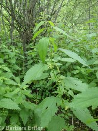 mountain stinging nettle (<em>Urtica dioica ssp. gracilis</em>)
