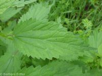 mountain stinging nettle (<em>Urtica dioica ssp. gracilis</em>)