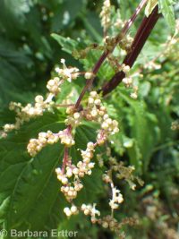 mountain stinging nettle (<em>Urtica dioica ssp. gracilis</em>)