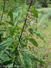 mountain stinging nettle (<em>Urtica dioica ssp. gracilis</em>)