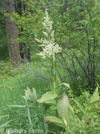 California false hellebore or corn-lily (<em>Veratrum californicum var. californicum</em>)