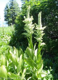 California false hellebore or corn-lily (<em>Veratrum californicum var. californicum</em>)