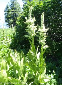 California false hellebore or corn-lily (<em>Veratrum californicum var. californicum</em>)