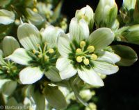 California false hellebore or corn-lily (<em>Veratrum californicum var. californicum</em>)