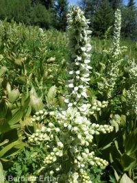 California false hellebore or corn-lily (<em>Veratrum californicum var. californicum</em>)