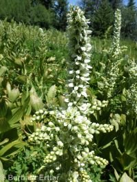 California false hellebore or corn-lily (<em>Veratrum californicum var. californicum</em>)