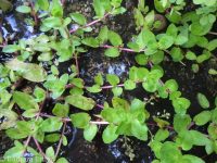 American speedwell or brooklime (<em>Veronica americana</em>)