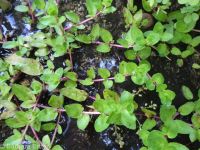 American speedwell or brooklime (<em>Veronica americana</em>)