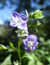 American speedwell or brooklime (<em>Veronica americana</em>)