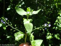 American speedwell or brooklime (<em>Veronica americana</em>)