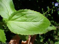 American speedwell or brooklime (<em>Veronica americana</em>)