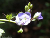 American speedwell or brooklime (<em>Veronica americana</em>)