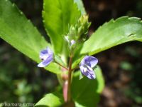 American speedwell or brooklime (<em>Veronica americana</em>)