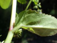 American speedwell or brooklime (<em>Veronica americana</em>)