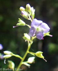 American speedwell or brooklime (<em>Veronica americana</em>)