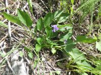 early blue violet, western dog violet, hookspur violet (<em>Viola adunca</em>)
