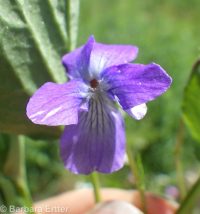 early blue violet, western dog violet, hookspur violet (<em>Viola adunca</em>)
