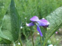 early blue violet, western dog violet, hookspur violet (<em>Viola adunca</em>)