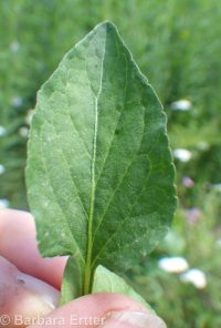 early blue violet, western dog violet, hookspur violet (<em>Viola adunca</em>)