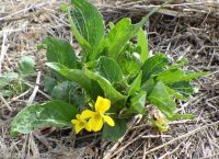upland yellow violet, canary or Nuttall's violet (<em>Viola nuttallii var. praemorsa</em>)