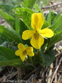 upland yellow violet, canary or Nuttall's violet (<em>Viola nuttallii var. praemorsa</em>)