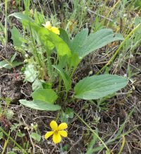 upland yellow violet, canary or Nuttall's violet (<em>Viola nuttallii var. praemorsa</em>)