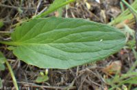 upland yellow violet, canary or Nuttall's violet (<em>Viola nuttallii var. praemorsa</em>)