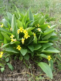 upland yellow violet, canary or Nuttall's violet (<em>Viola nuttallii var. praemorsa</em>)