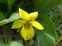 upland yellow violet, canary or Nuttall's violet (<em>Viola nuttallii var. praemorsa</em>)