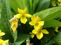 upland yellow violet, canary or Nuttall's violet (<em>Viola nuttallii var. praemorsa</em>)