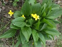 upland yellow violet, canary or Nuttall's violet (<em>Viola nuttallii var. praemorsa</em>)