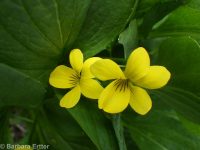upland yellow violet, canary or Nuttall's violet (<em>Viola nuttallii var. praemorsa</em>)