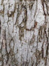 silver maple (<em>Acer saccharinum</em>)