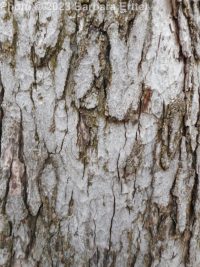 silver maple (<em>Acer saccharinum</em>)