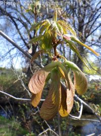 silver maple (<em>Acer saccharinum</em>)